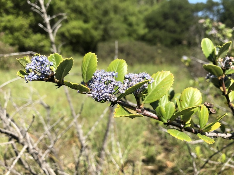Point Reyes Ceanothus photo 5