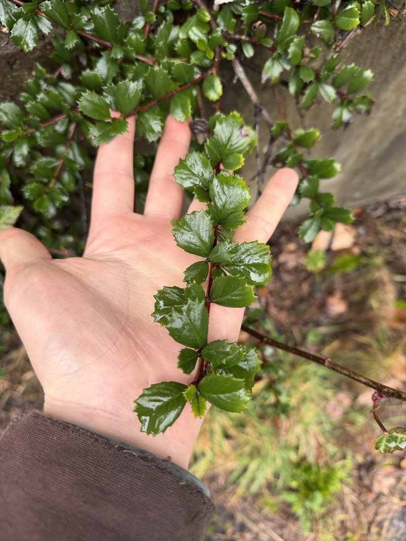 Point Reyes Ceanothus photo 7