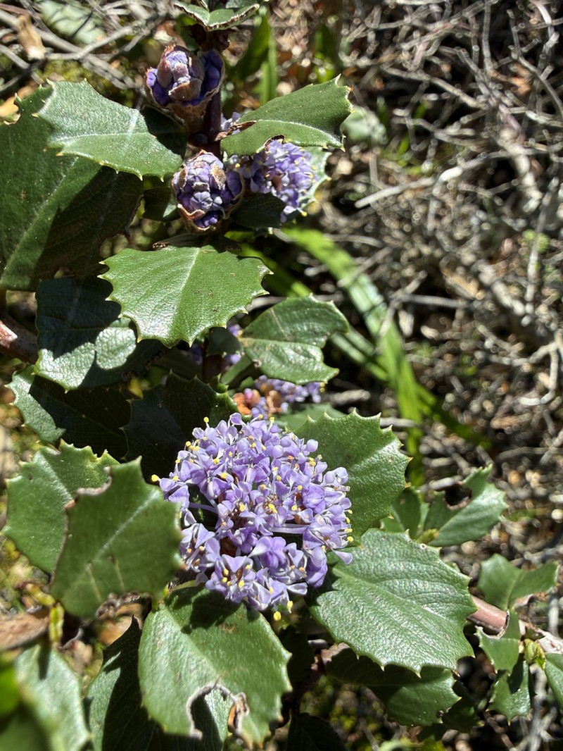 Point Reyes Ceanothus photo 8