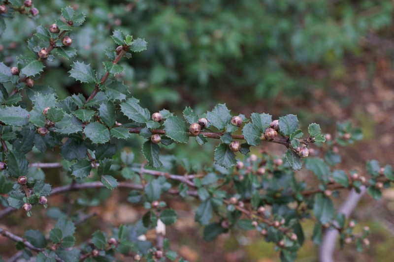Ceanothus gloriosus var. exaltatus