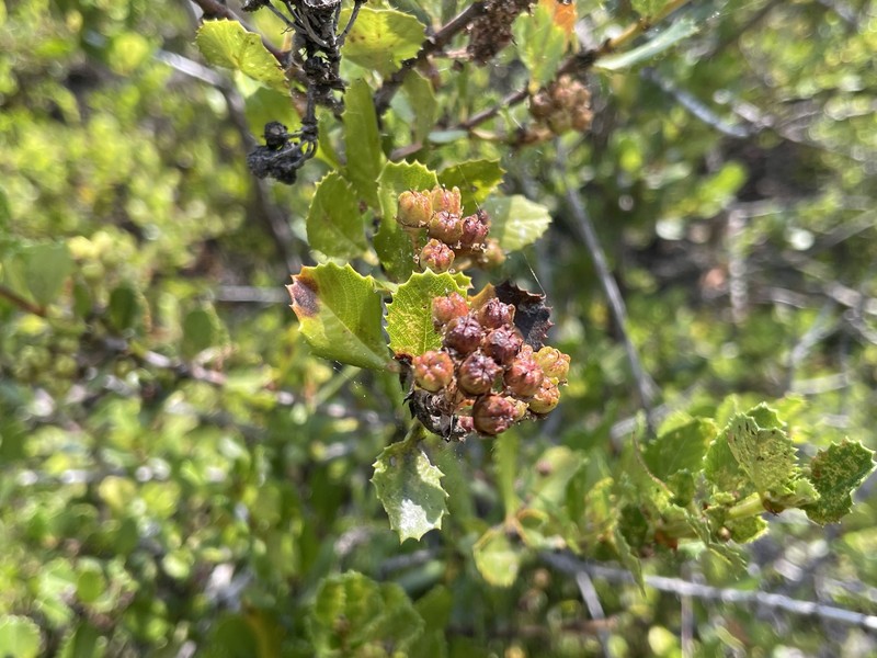 Ceanothus gloriosus var. exaltatus photo 2