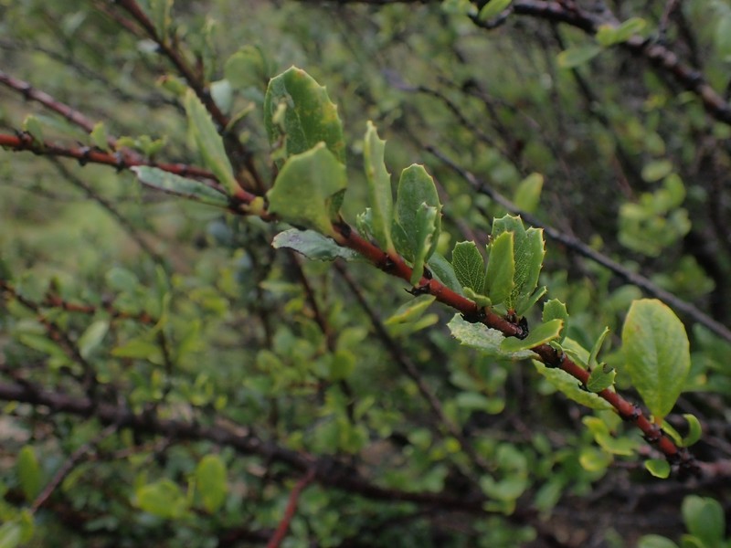 Ceanothus gloriosus var. exaltatus photo 3