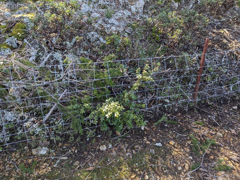 Ceanothus gloriosus var. exaltatus photo 4