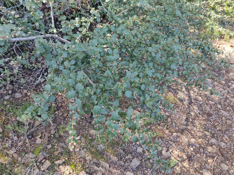 Ceanothus gloriosus var. exaltatus photo 5