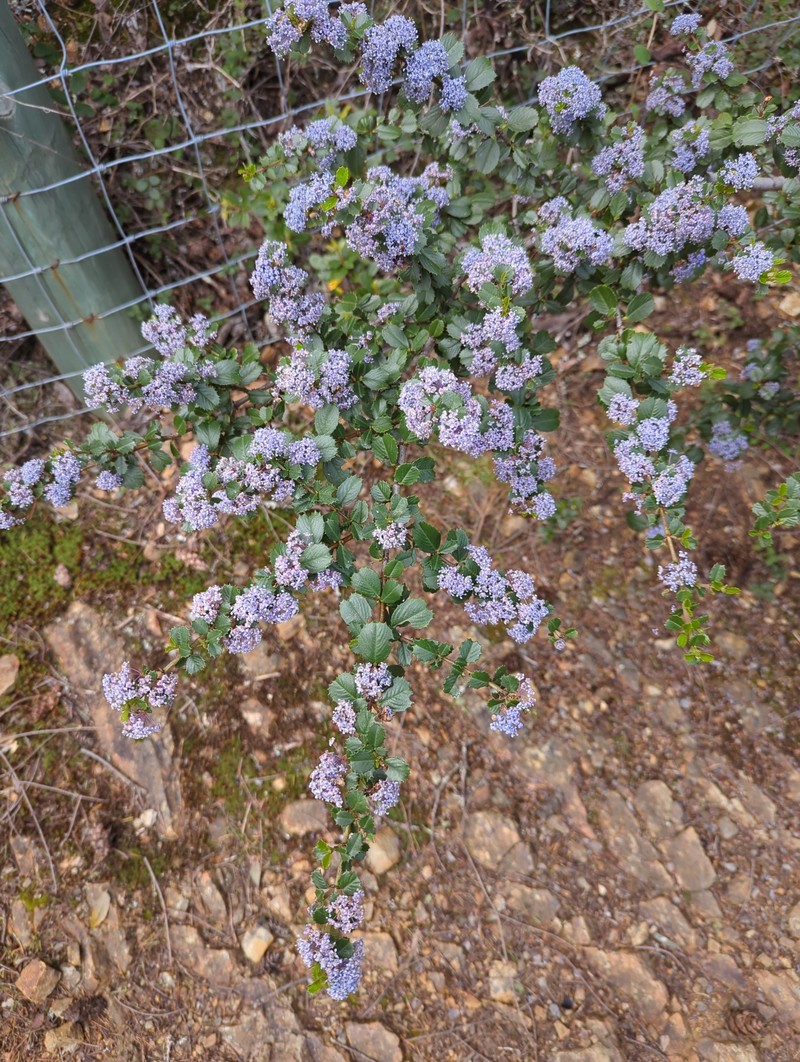 Ceanothus gloriosus var. exaltatus photo 6