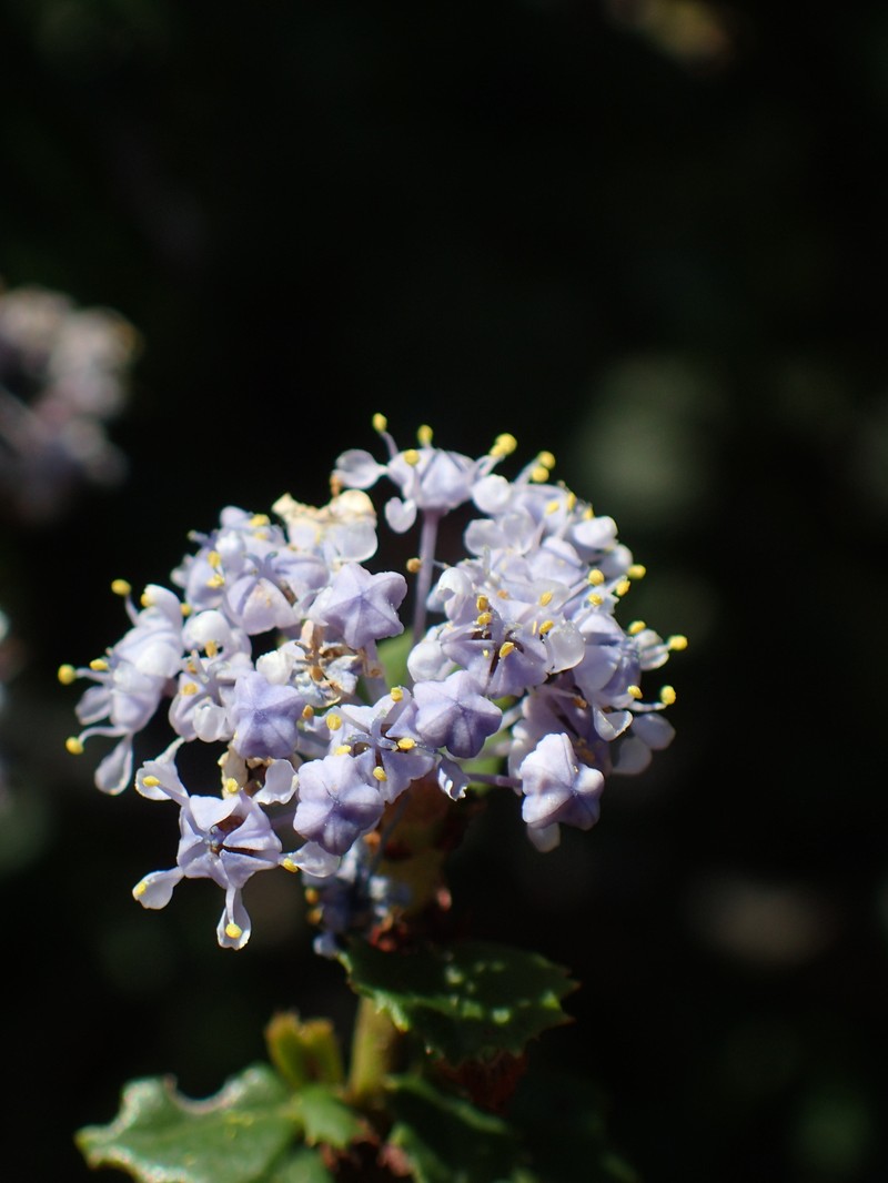 Ceanothus gloriosus var. exaltatus photo 7