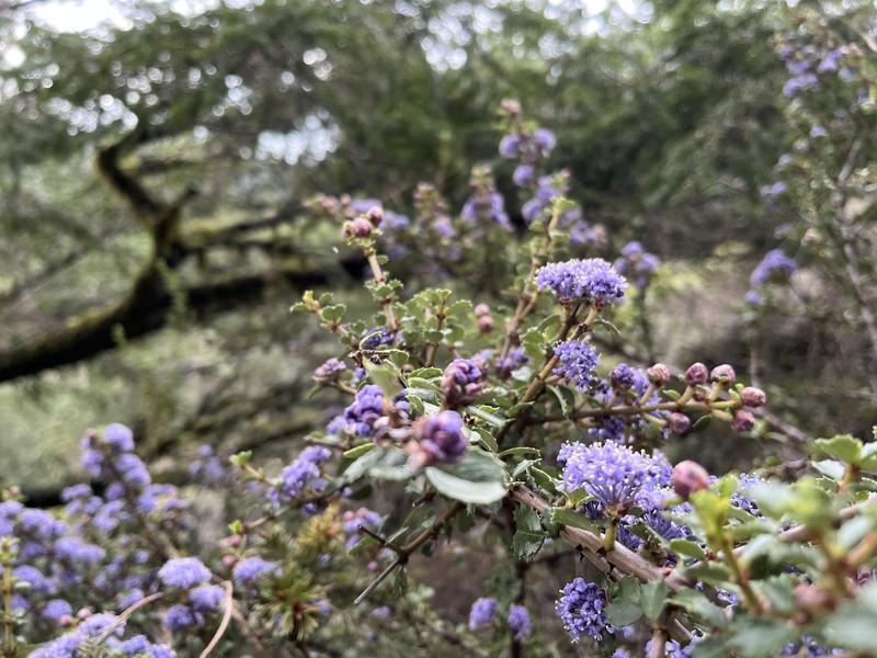 Ceanothus gloriosus var. exaltatus photo 8