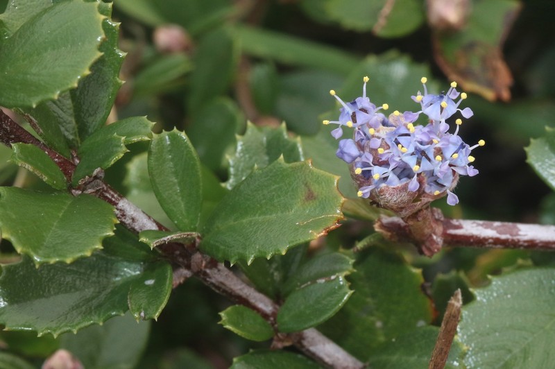 Ceanothus gloriosus var. gloriosus photo 7