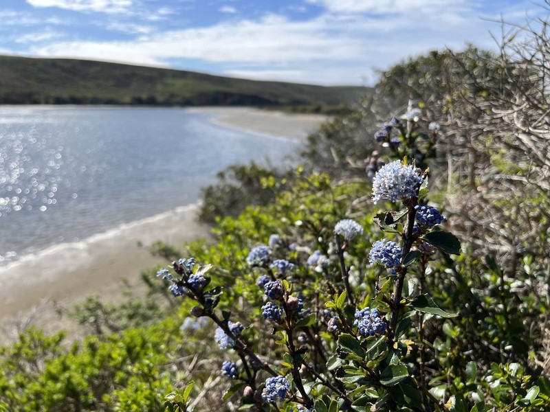 Ceanothus gloriosus var. gloriosus photo 8