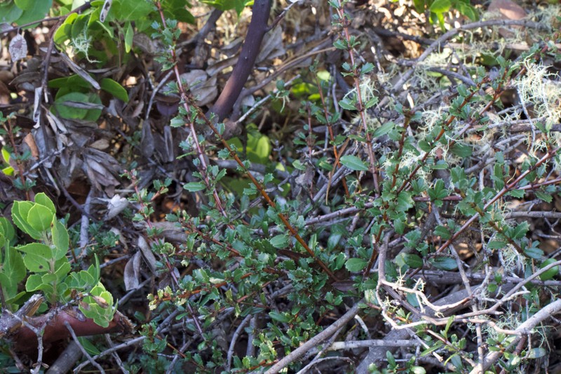 Ceanothus gloriosus var. porrectus
