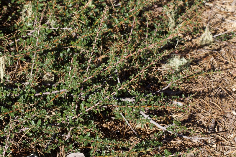 Ceanothus gloriosus var. porrectus photo 2