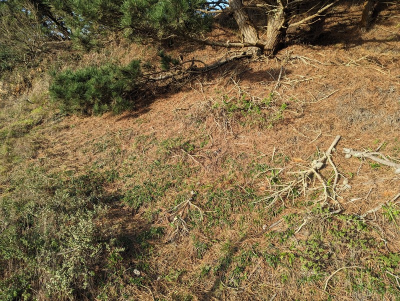 Ceanothus gloriosus var. porrectus photo 4
