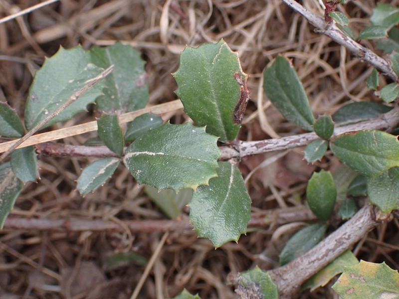 Ceanothus gloriosus var. porrectus photo 6