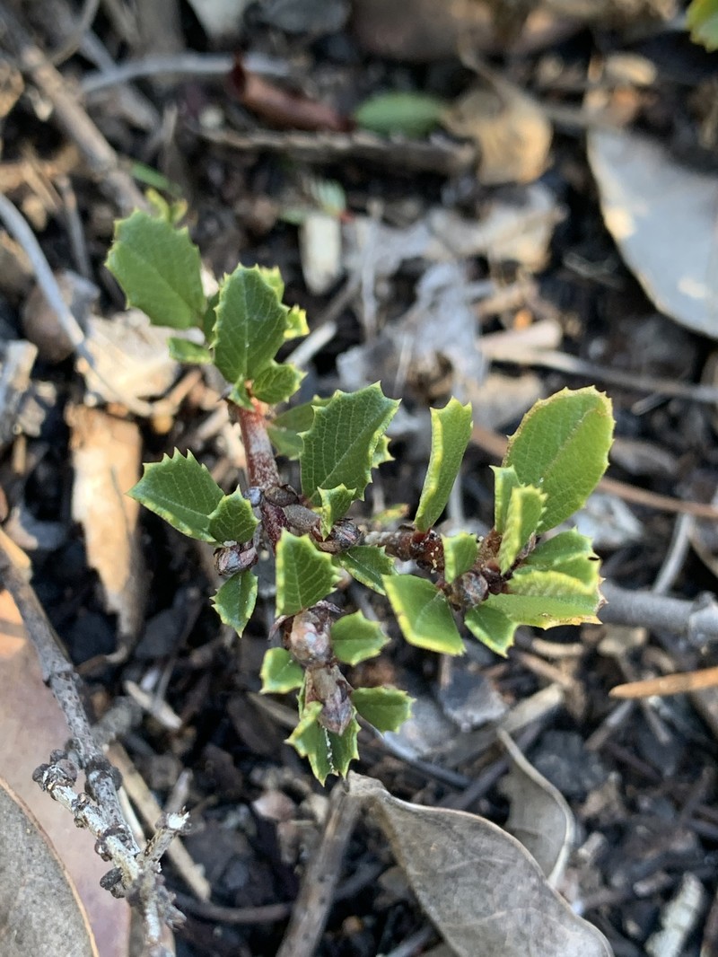 Ceanothus gloriosus var. porrectus photo 7