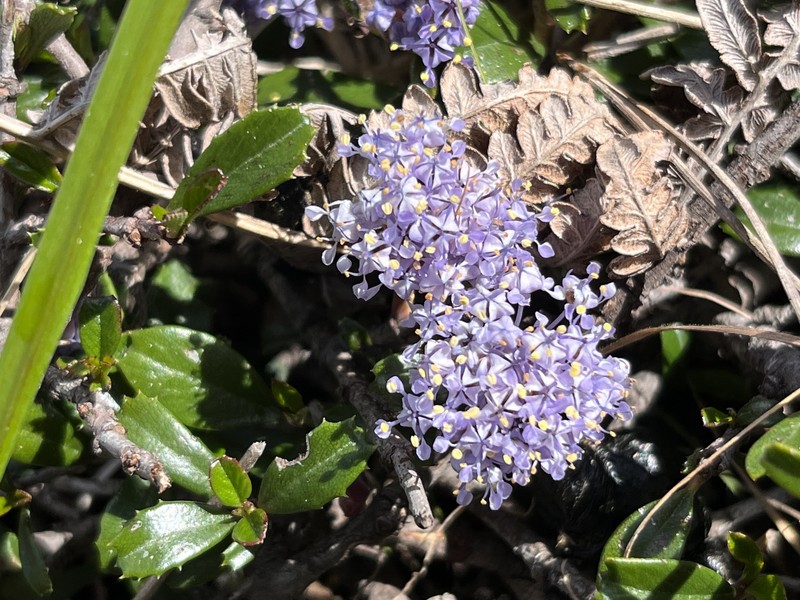 Ceanothus gloriosus var. porrectus photo 8