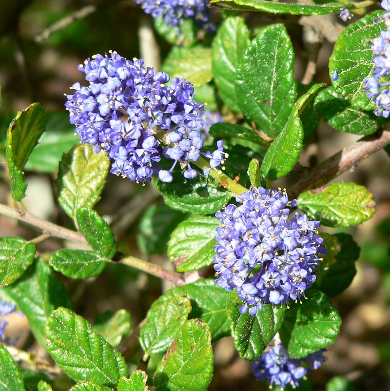 Carmel Ceanothus