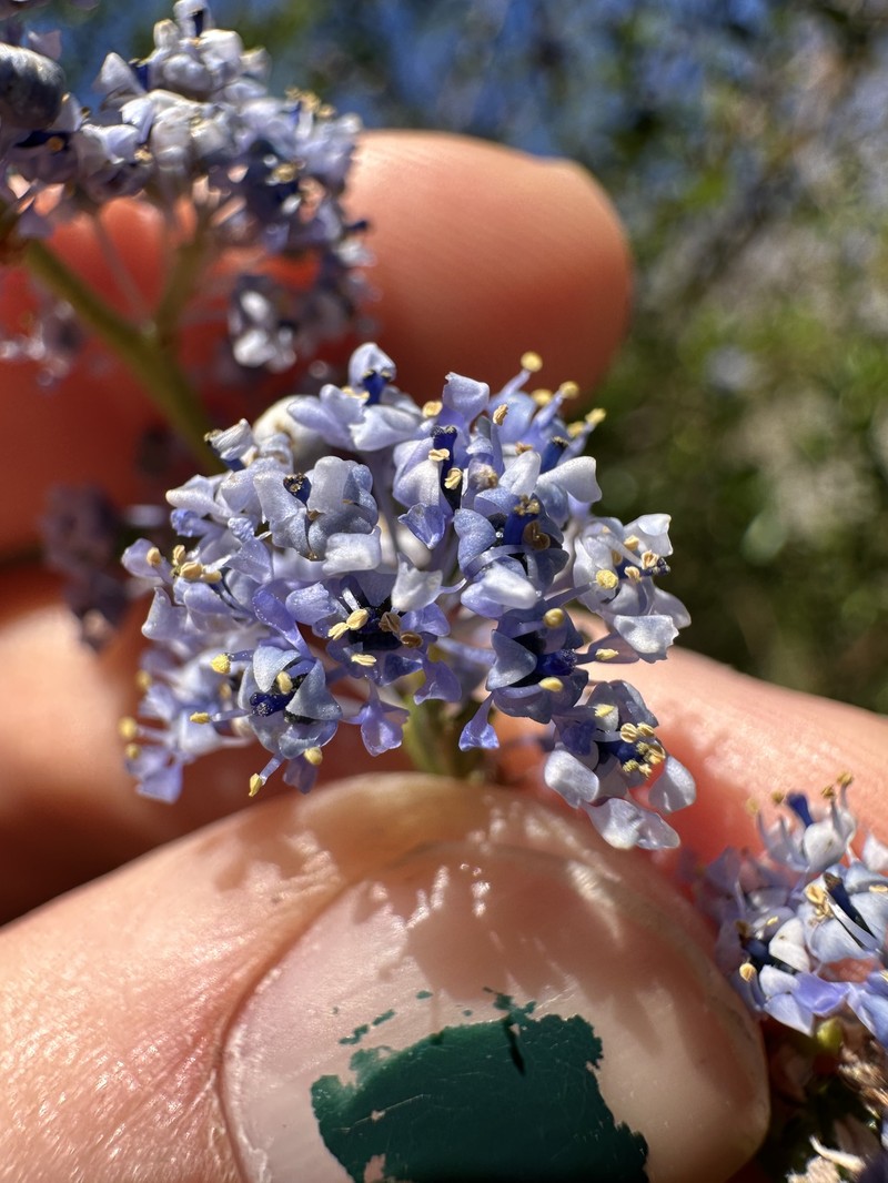 Carmel Ceanothus