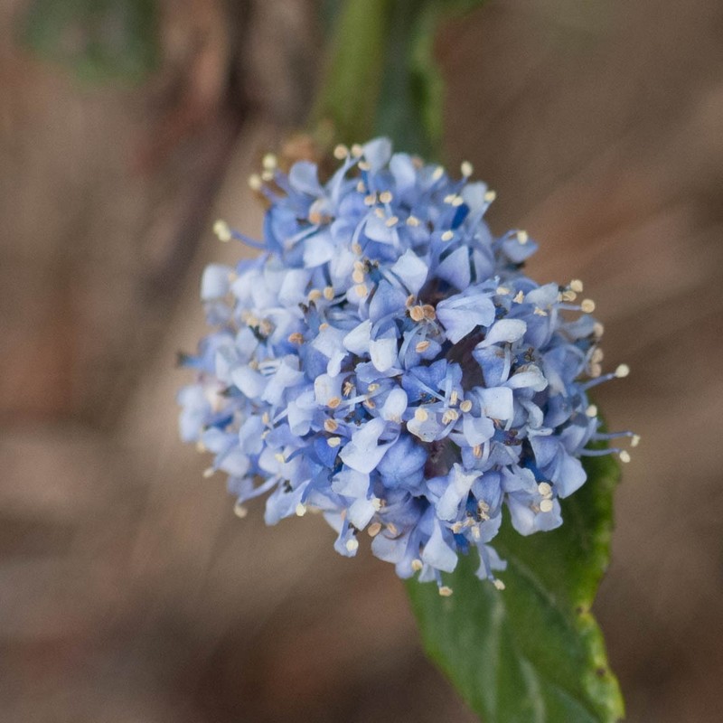 Carmel Ceanothus photo 4