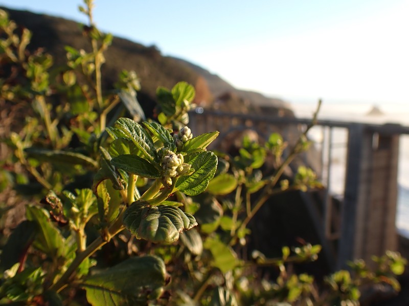 Carmel Ceanothus photo 5
