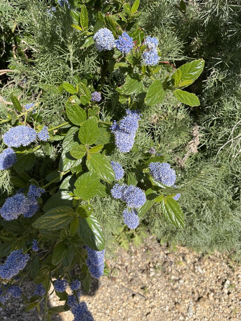 Carmel Ceanothus photo 6
