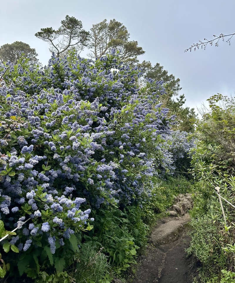 Carmel Ceanothus photo 7