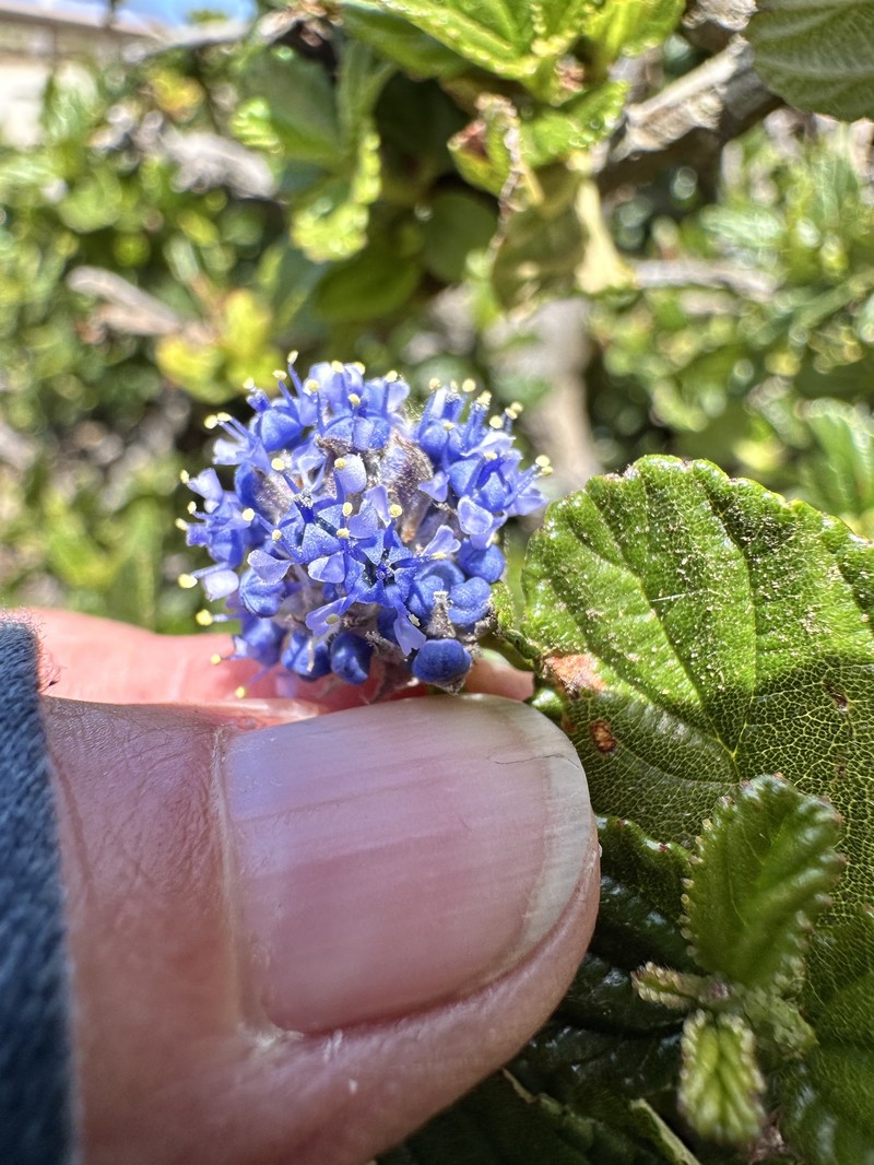 Carmel Ceanothus photo 8