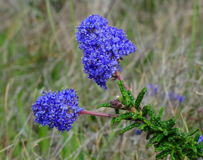 Hearst Ranch Buckbrush