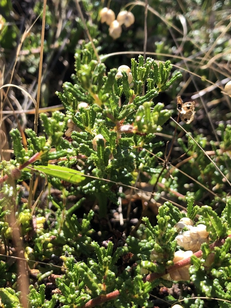 Hearst Ranch Buckbrush photo 2