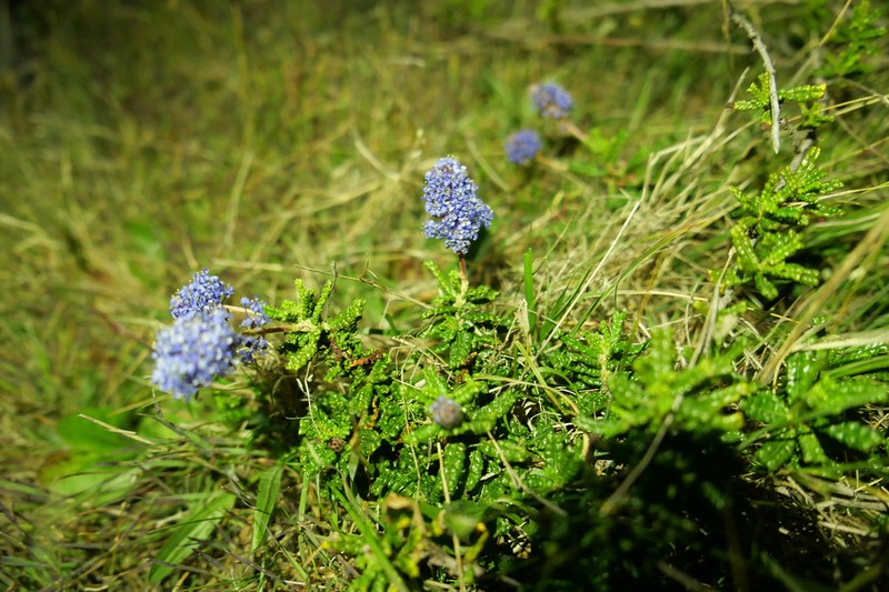 Hearst Ranch Buckbrush photo 3