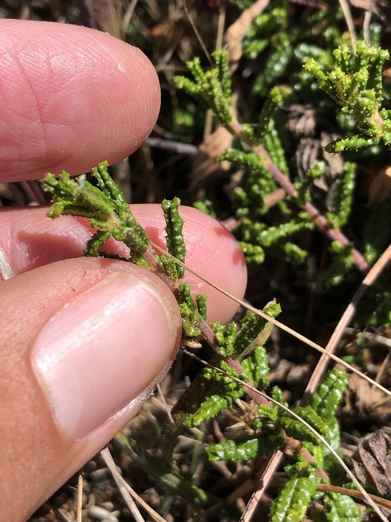 Hearst Ranch Buckbrush photo 4