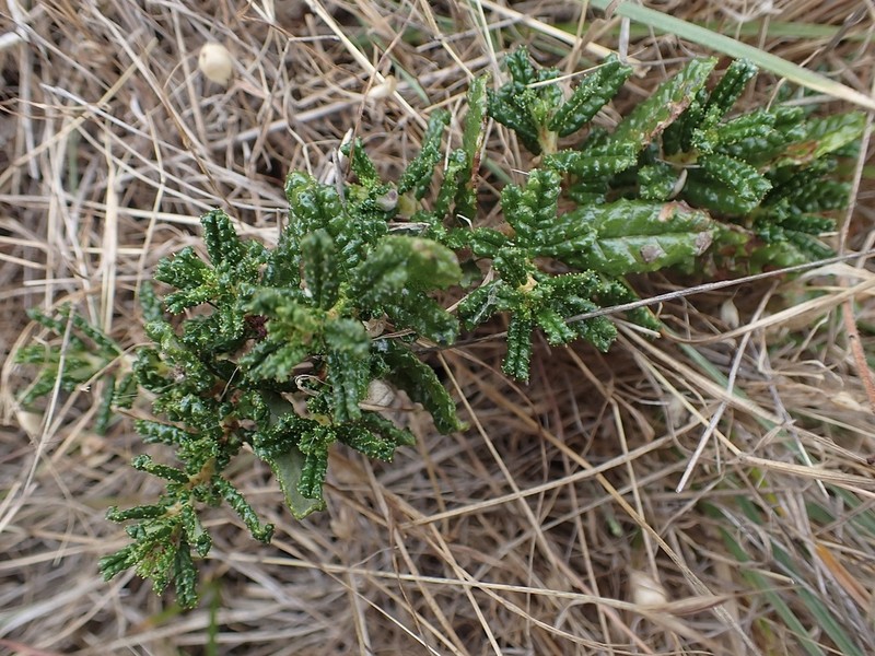Hearst Ranch Buckbrush photo 5