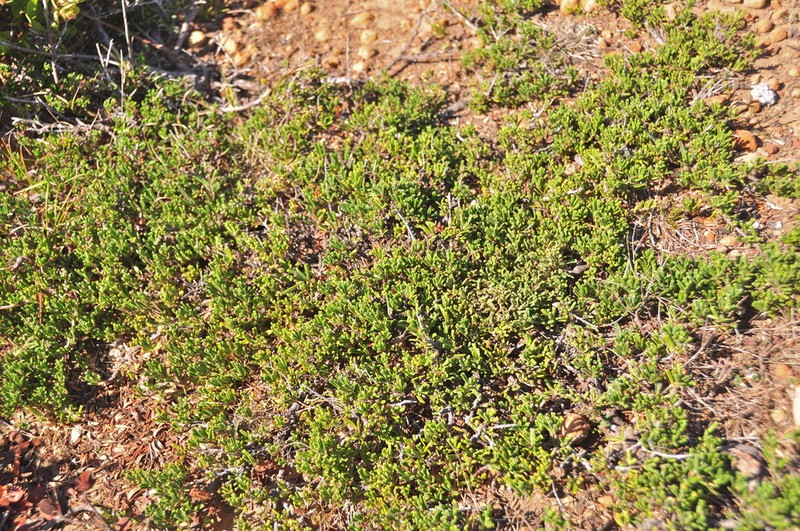 Hearst Ranch Buckbrush photo 6