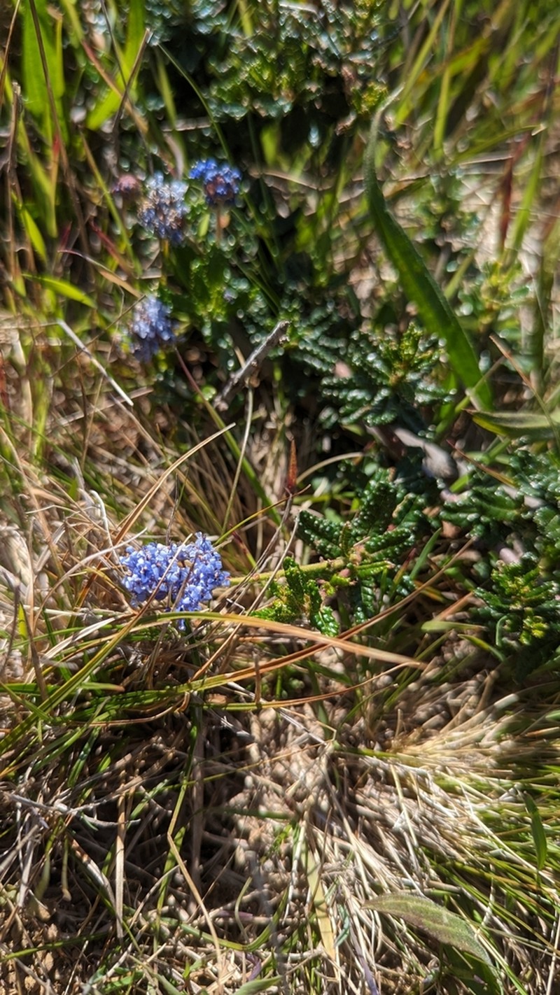 Hearst Ranch Buckbrush photo 8