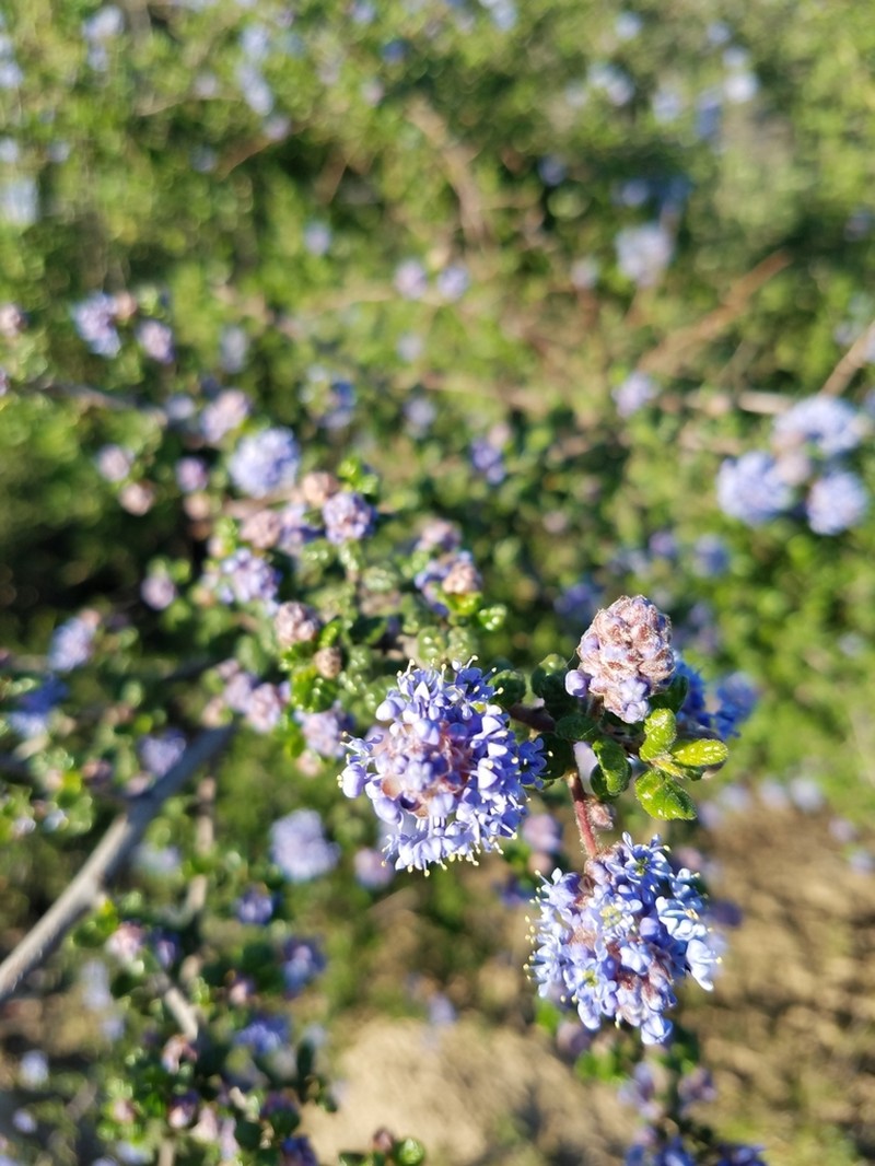 Santa Barbara Ceanothus