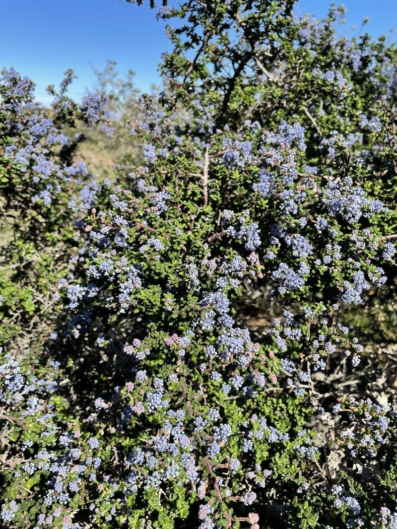 Santa Barbara Ceanothus photo 2