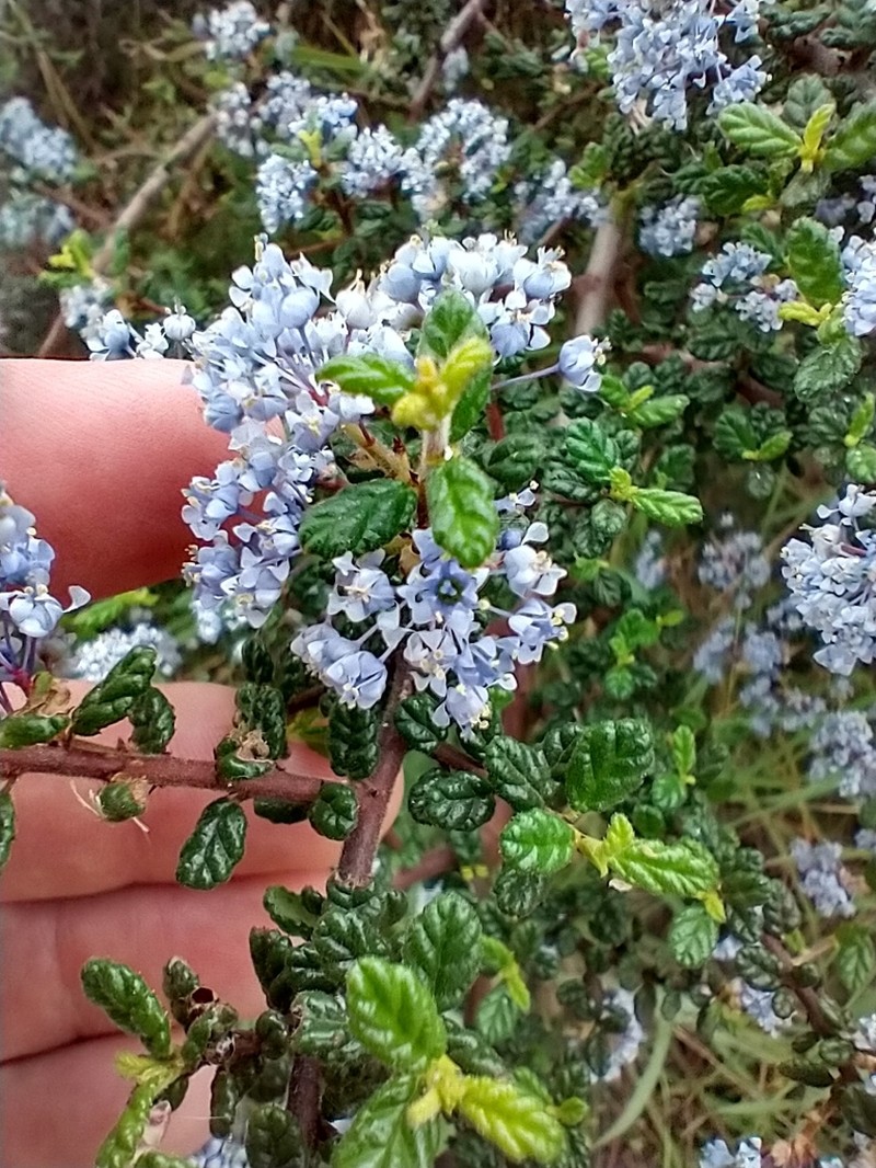 Santa Barbara Ceanothus photo 3