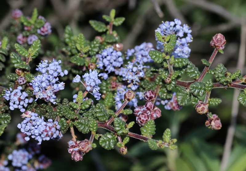 Santa Barbara Ceanothus photo 4