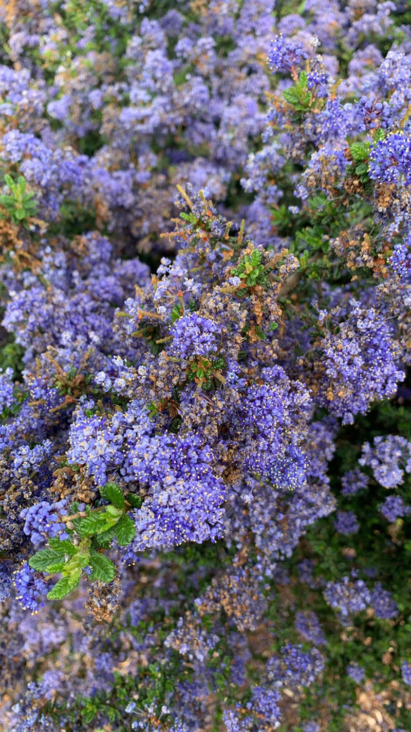 Santa Barbara Ceanothus photo 5