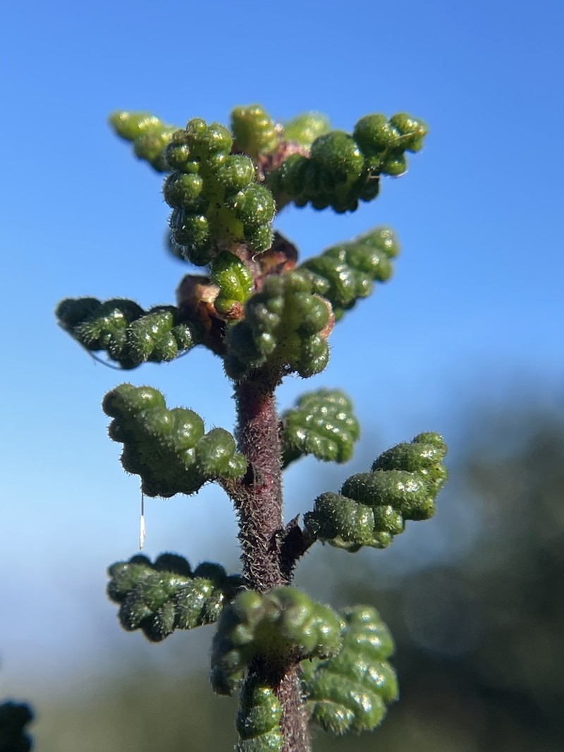 Santa Barbara Ceanothus photo 6