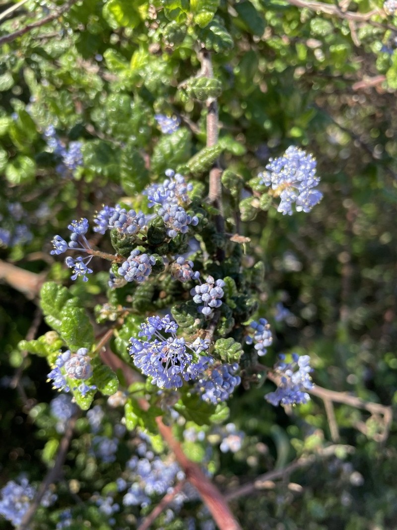 Santa Barbara Ceanothus photo 7