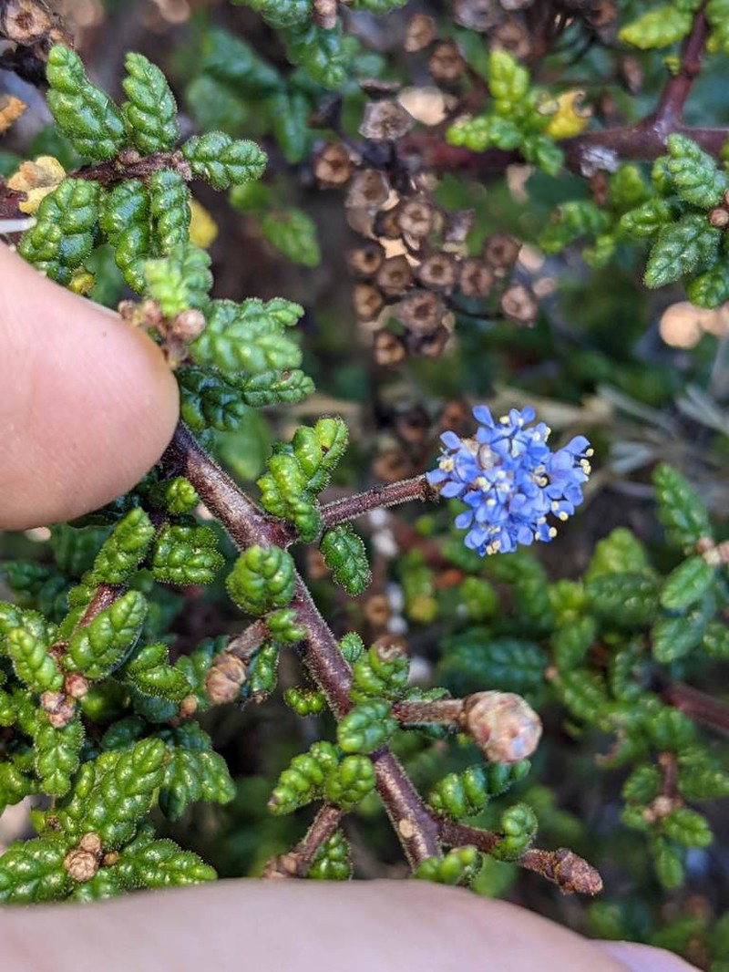 Santa Barbara Ceanothus photo 8