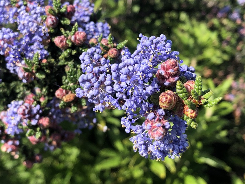 Ceanothus impressus var. impressus