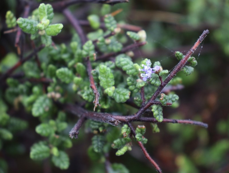 Ceanothus impressus var. impressus photo 2