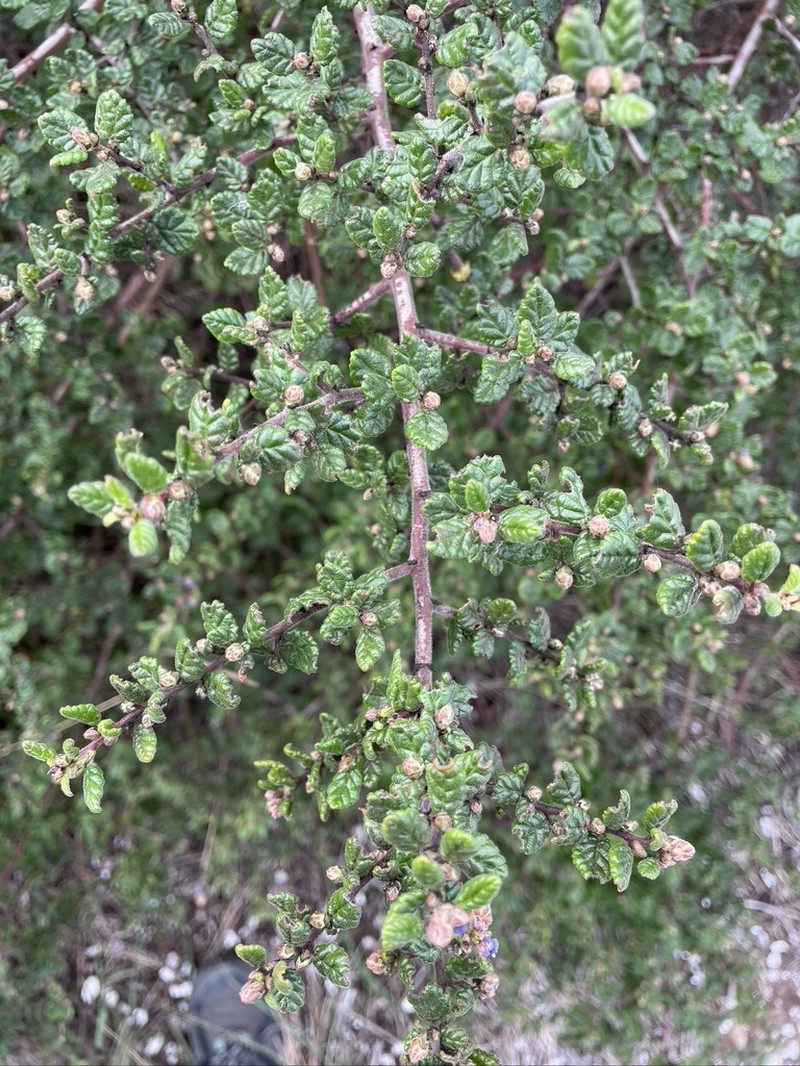 Ceanothus impressus var. impressus photo 3