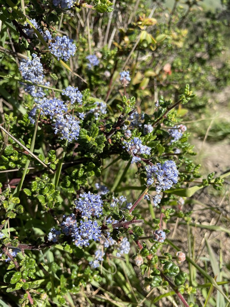 Ceanothus impressus var. impressus photo 5