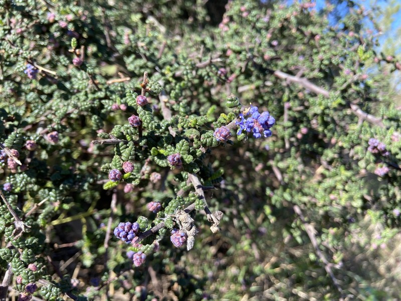 Ceanothus impressus var. impressus photo 6