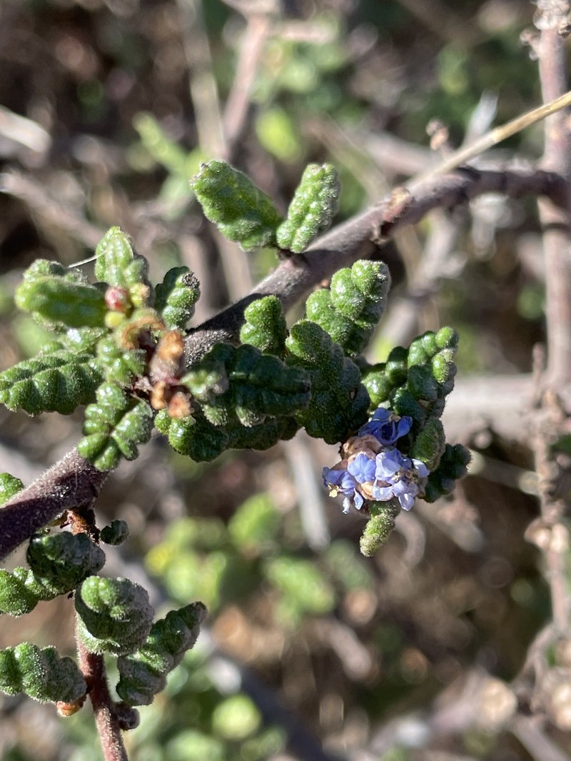 Ceanothus impressus var. impressus photo 7
