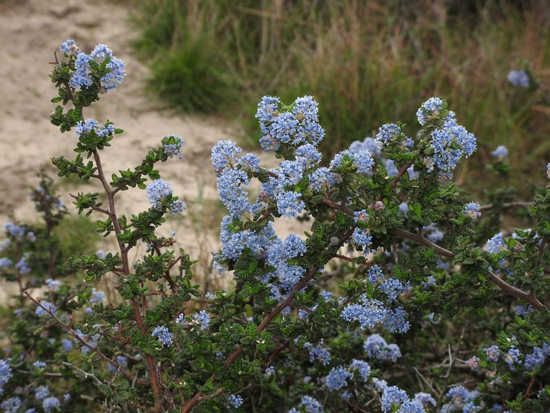 Ceanothus impressus var. impressus photo 8