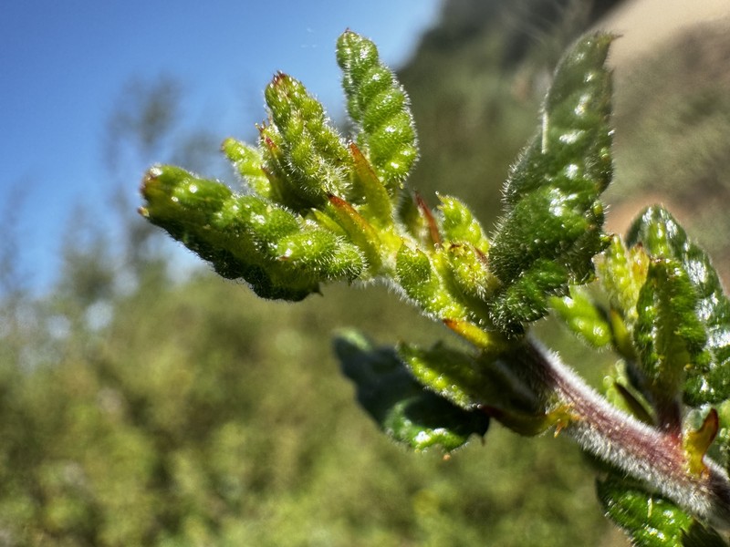 Ceanothus impressus var. nipomensis