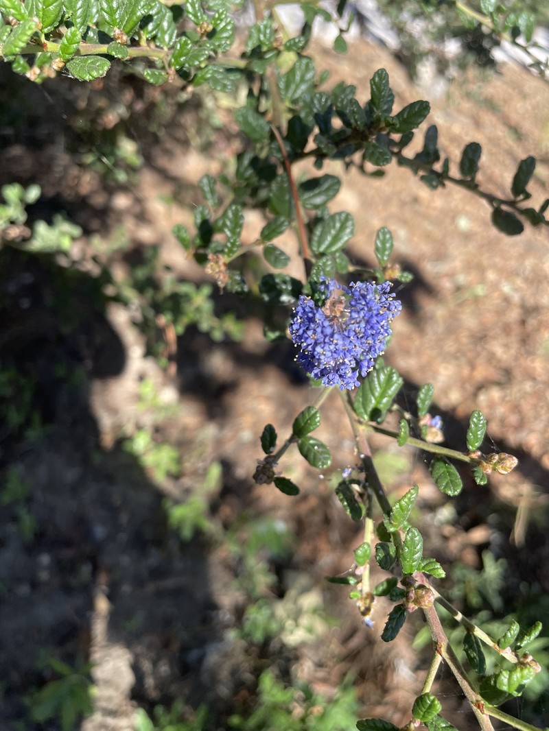 Ceanothus impressus var. nipomensis photo 2